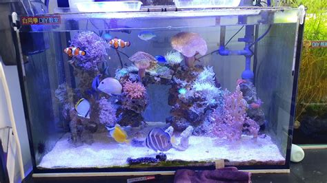 2尺缸可以養幾隻金魚|魚缸養多少魚合適，這個公式告訴你，再也不用請教別。